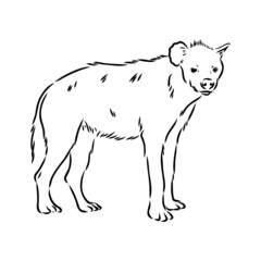 Graphical vintage sketch of hyena ,vector illustration