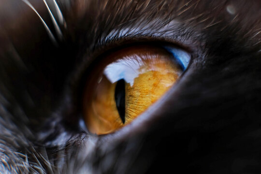 Close-up of yellow cat eyes