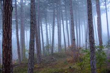 misty autumn forest