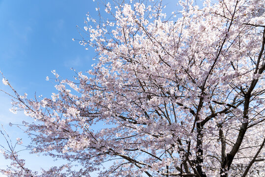 春景色images Browse 5 906 Stock Photos Vectors And Video Adobe Stock