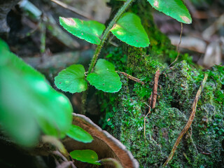 leaves and moss