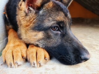 german shepherd dog