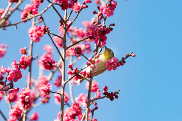 梅の花とメジロ　千葉県　日本