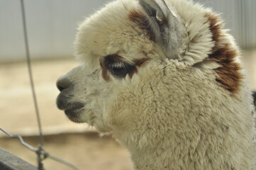 Obraz premium Animals are a traditionally distinguished category of organisms, currently considered as a biological kingdom. Animals are the main object of zoology study.