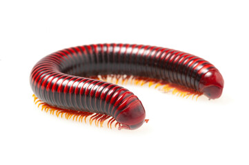 Red millipede (Aphistogoniulus corallipes) on a white background