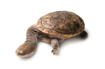 Northern snake-necked turtle (Chelodina rugosa) on a white background