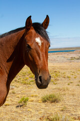 Naklejka premium Close-up of a horse's head without bridles and free in a ranch in Patagonia during the summer.