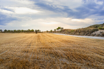 Fototapeta premium Wheat field in the countryside after harvest season, almond trees at the background, dramatic sky at sunset time, Huesca, Aragon, Spain