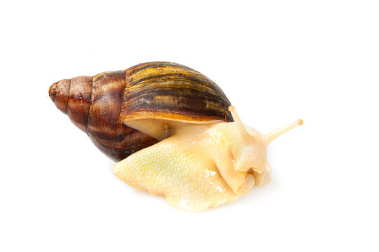 Albinos african giant snail (Archachatina rhodostoma) on a white background