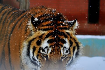 Animals are a traditionally distinguished category of organisms, currently considered as a biological kingdom. Animals are the main object of zoology study.