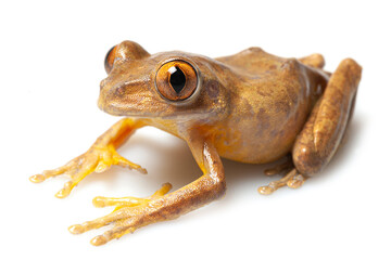 Red tree frog (Leptopelis rufus) on a white background
