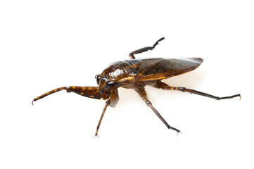 African giant water bug (Lethocerus cordofanus) on a white background