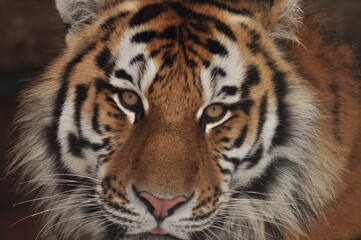 Animals are a traditionally distinguished category of organisms, currently considered as a biological kingdom. Animals are the main object of zoology study.