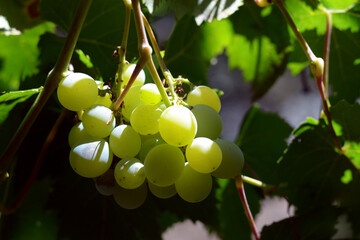 Image of a green grape. Abstract background of agriculture...Juicy delicious grape vine. Food concept...The grape harvest...Blue grapes...Bunch of green grapes on vine.