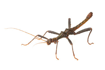 Stick insect (Trachyaretaon brueckneri) on a white background