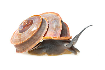 Cuvier tropid snail (Tropidophora cuveriana) on a white background © Florian