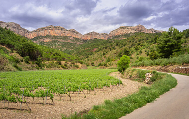 Fototapeta na wymiar Vineyards by rocky mountains in wine making region Priorat, Tarragona, Catalonia, Spain