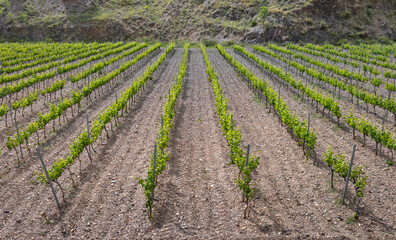 Fototapeta na wymiar Vineyard rows in the countryside, Priorat, Tarragona, Catalonia, Spain