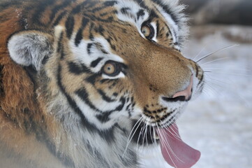 Obraz premium Animals are a traditionally distinguished category of organisms, currently considered as a biological kingdom. Animals are the main object of zoology study.