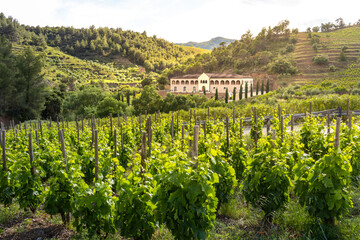 Fototapeta na wymiar Wine cellar building surrounded by vineyards at summer time, Gratallops, Priorat, Catalonia, Spain, Europe