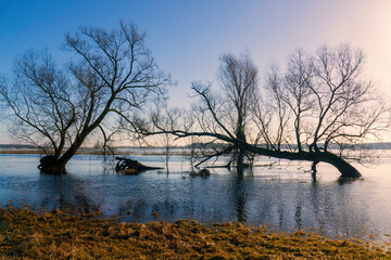 Stare wierzby z nad Narwi, Podlasie, Polska