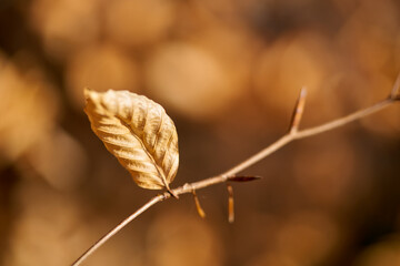 Blatt