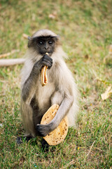 Grey Langur 1