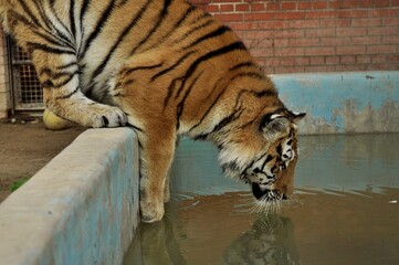 Animals are a traditionally distinguished category of organisms, currently considered as a biological kingdom. Animals are the main object of zoology study.