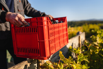 Close u p on hands of unknown man harvesting grape at vineyard in sunny day holding full box to load or unload it on the tractor