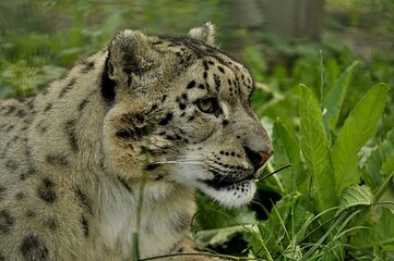 Animals are a traditionally distinguished category of organisms, currently considered as a biological kingdom. Animals are the main object of zoology study.