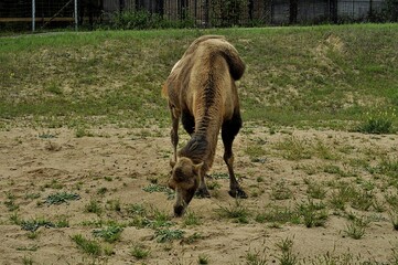 Animals are a traditionally distinguished category of organisms, currently considered as a biological kingdom. Animals are the main object of zoology study.