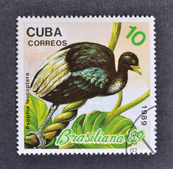 Cancelled postage stamp printed by Cuba, that shows Pale-winged Trumpeter (Psophia leucoptera),...