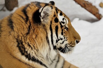 Animals are a traditionally distinguished category of organisms, currently considered as a biological kingdom. Animals are the main object of zoology study.