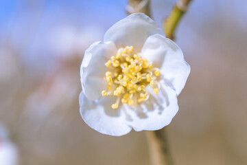 Obraz premium 梅の花