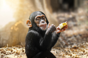 Little baby chimpanze showing thumb up while smiling and looking to the camera.