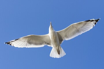 Flying seagull, in the background azure blue sky. Simplicity, minimalism, nature.