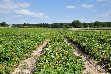 Pole dojrzewających truskawek w letnie popołudnie