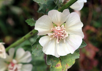 Close up of a Marsh-mallow flower, Derbyshire England