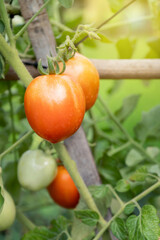 Ripe red tomatoes on tomato tree in organic garden at thai backyard.