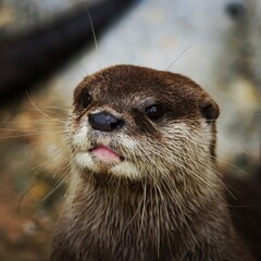 Otter