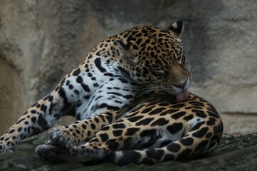 Fototapeta na wymiar Leopard cleaning