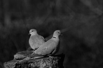 Two birds BW