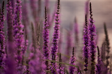 Obraz premium fuchsia flowers field at sunset with blurred background