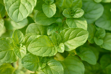 Basil Mint