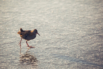 water rail bird walking on ice at sunrise