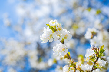 white flowers of blooming cherry tree in spring