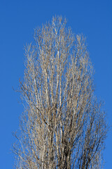 Lombardy poplar