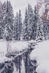 winter landscapes in the trees and snow with a stream