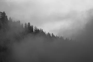 Fototapeten black and white photo of a misty morning in the forest © Francesca Emer