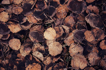 texture of autumn leaves background